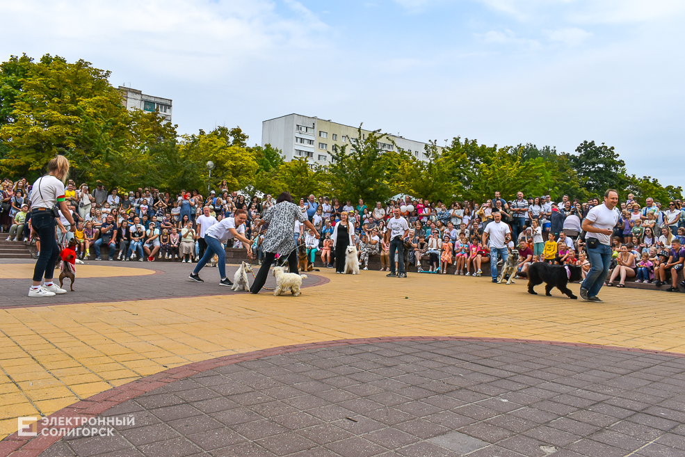 Dogshow 8
