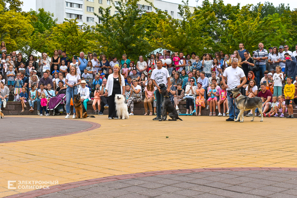 Dogshow 8