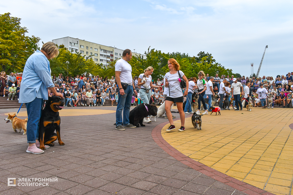 Dogshow 8