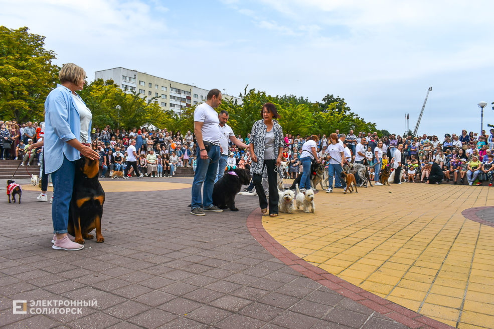 Dogshow 8