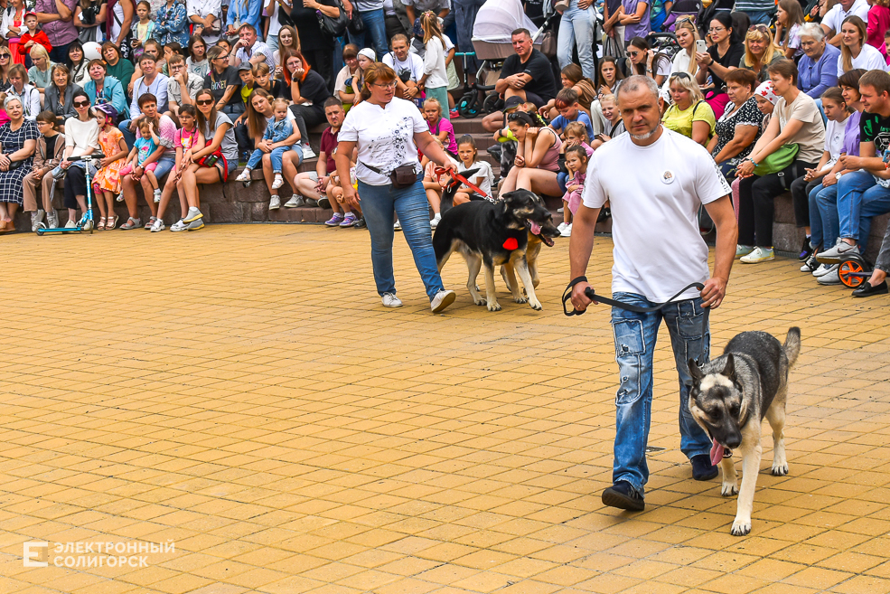 Dogshow 8