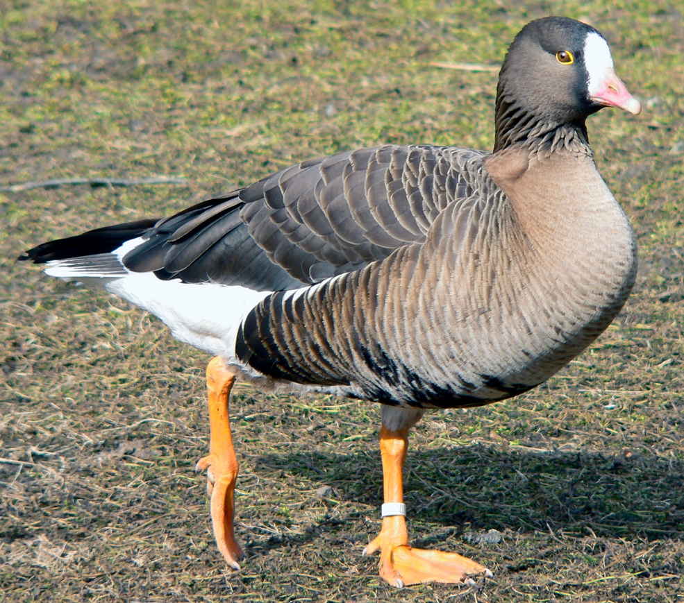piskulka 1