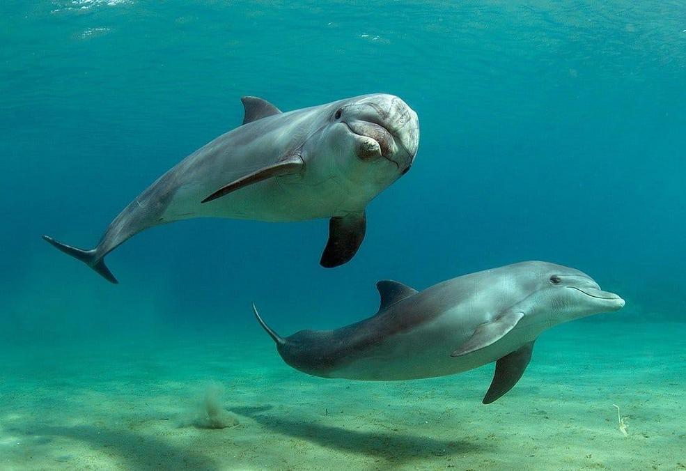 Dolphin 5