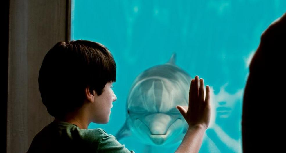 Dolphin 9