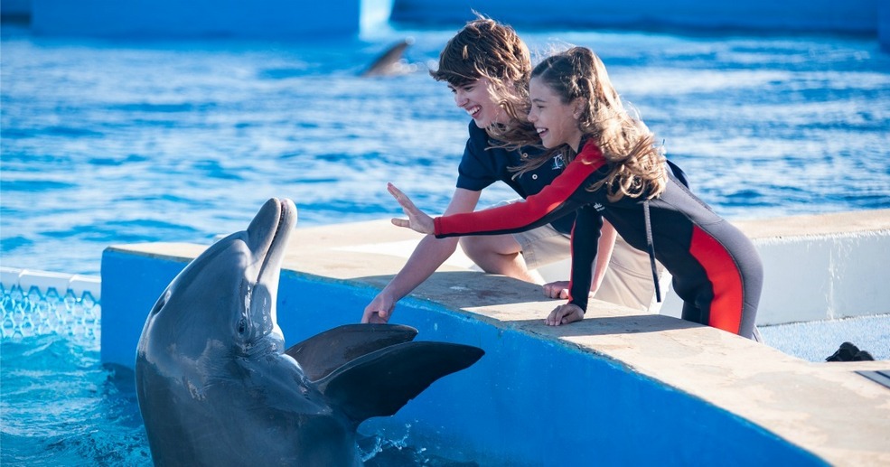 Dolphin