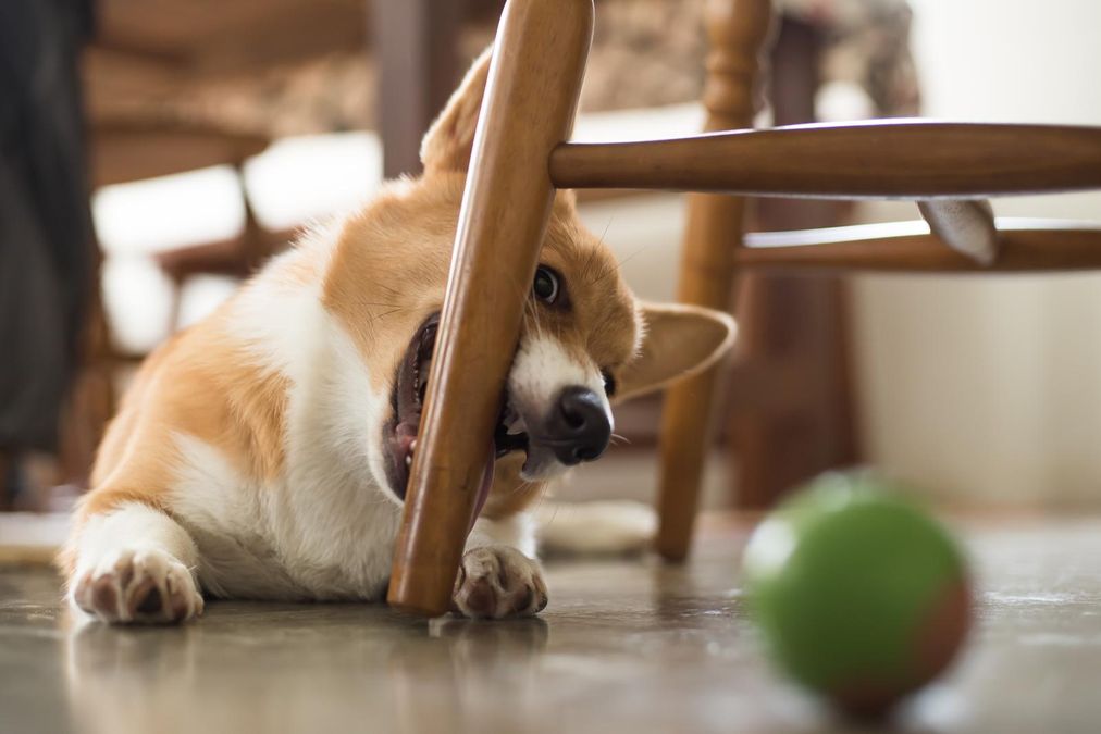 dog 2