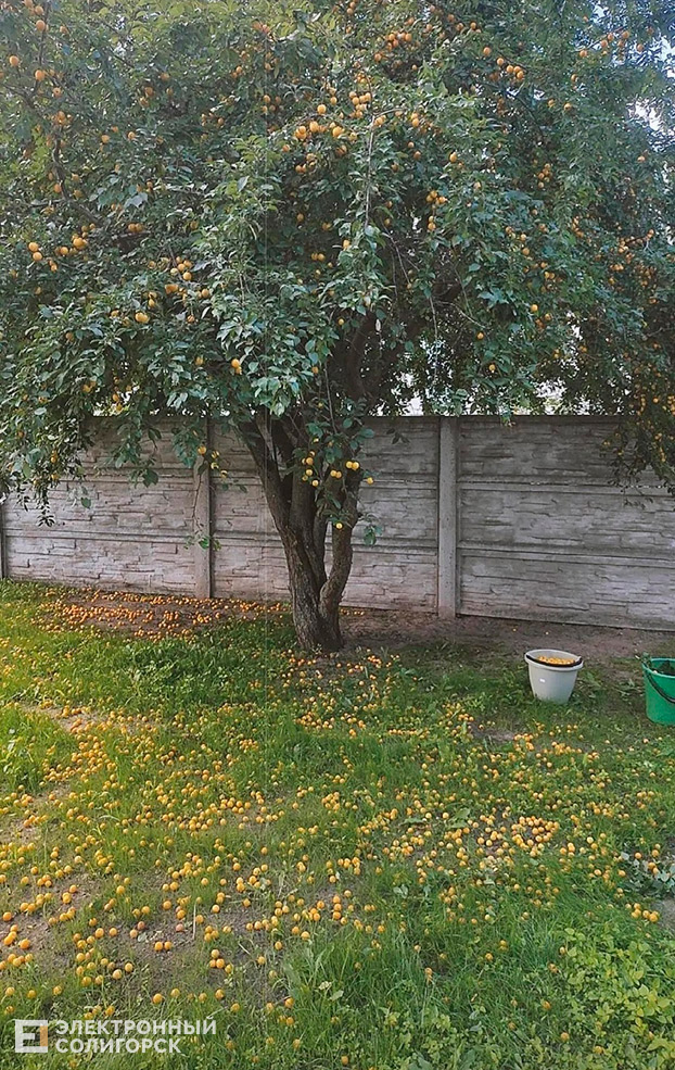listopadovichi 8