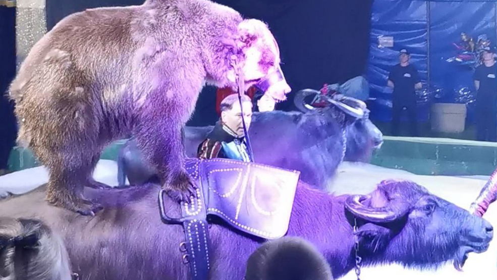 Circus 5