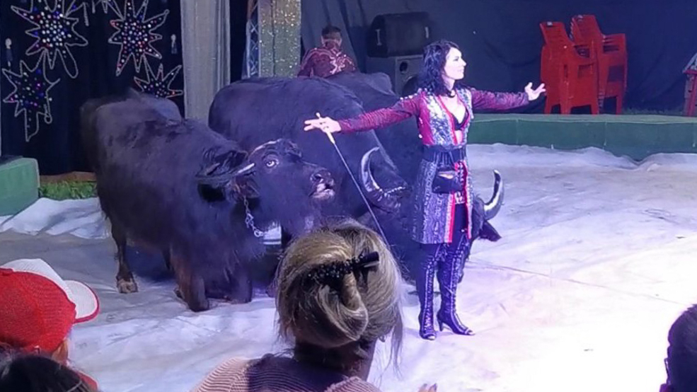 Circus 6