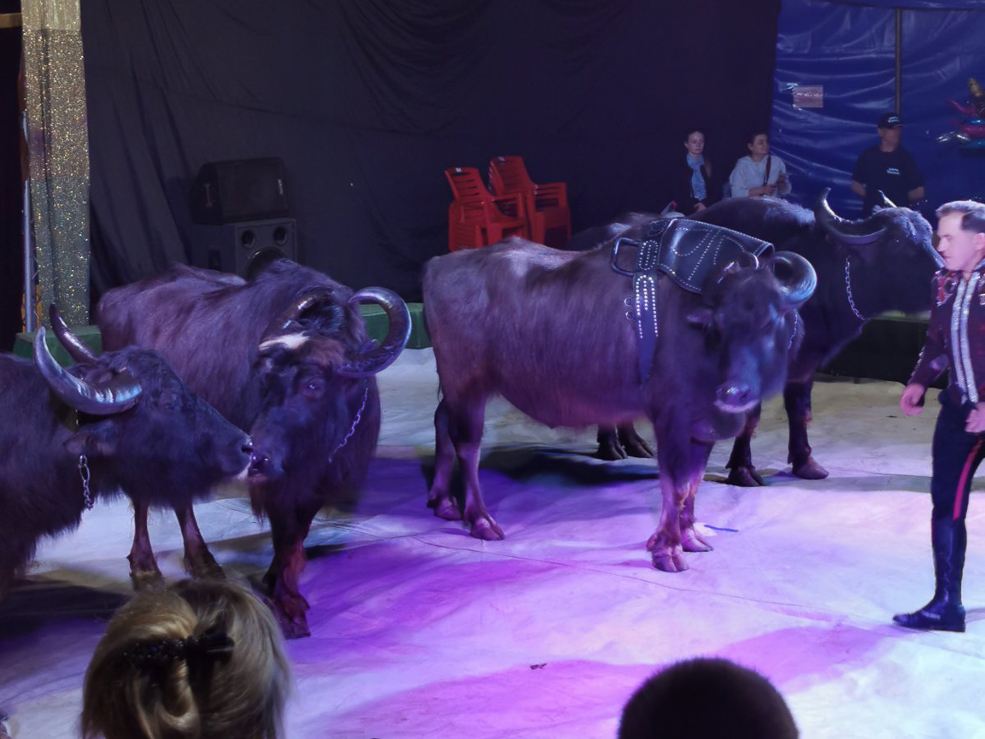 Circus 8