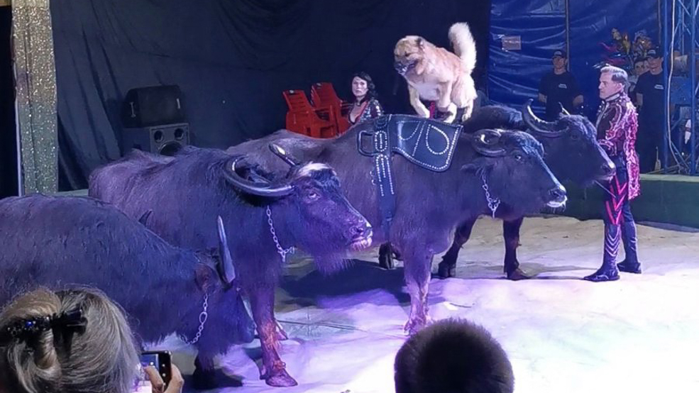 Circus 9