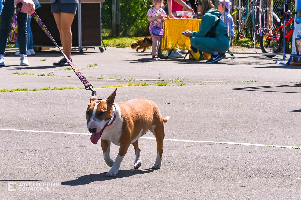 DOG 10