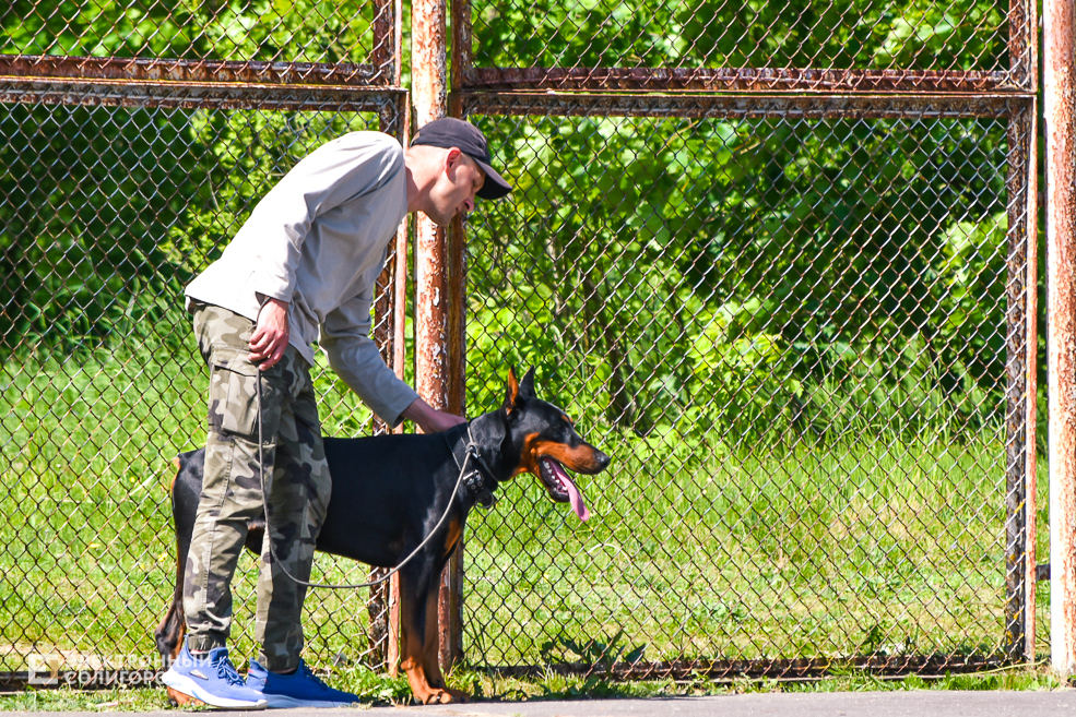 DOG 13