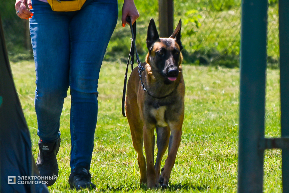 DOG 14