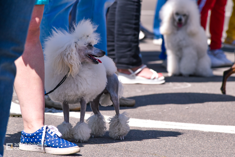 DOG 15