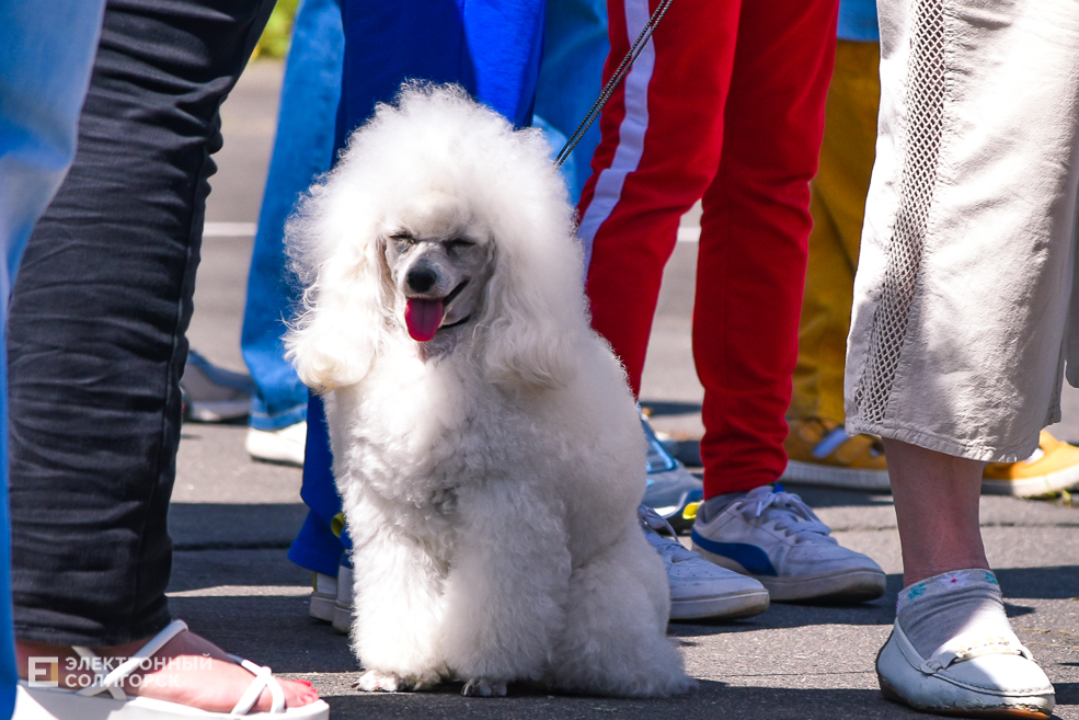DOG 16