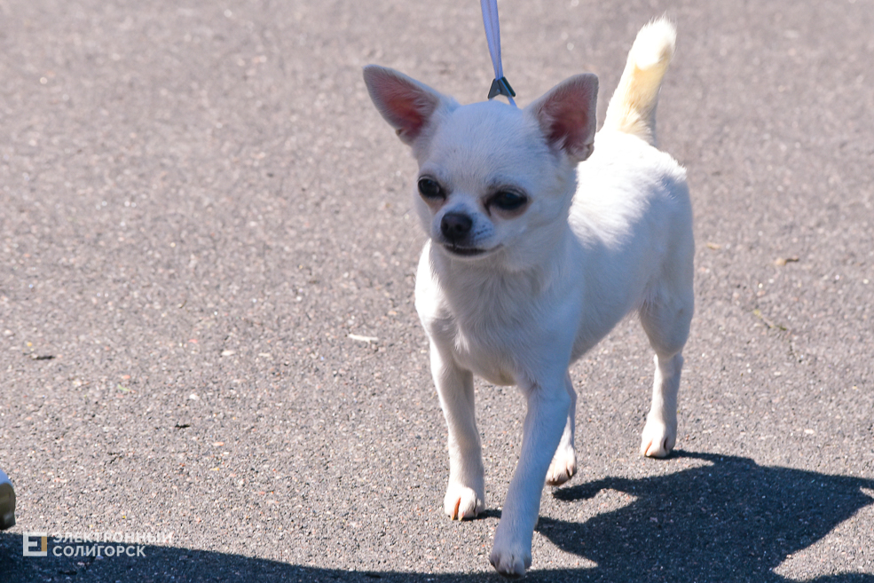 DOG 20