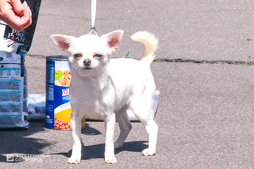 DOG 23