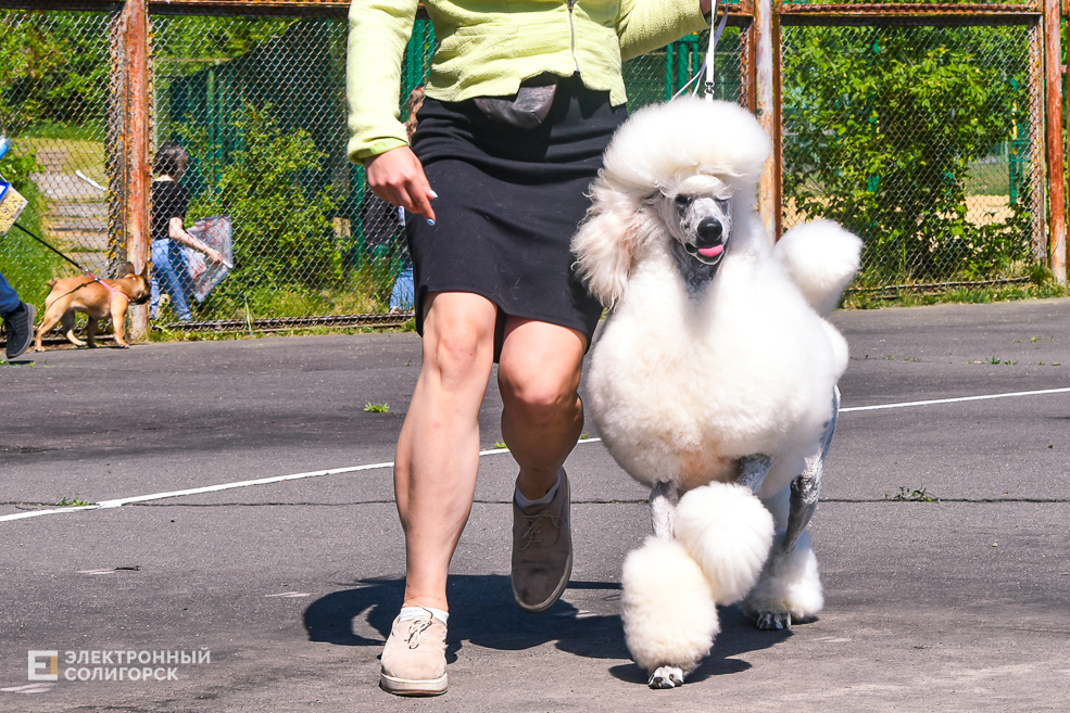 DOG 24