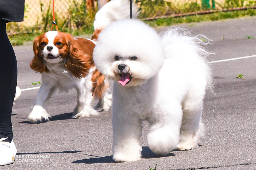 DOG 25
