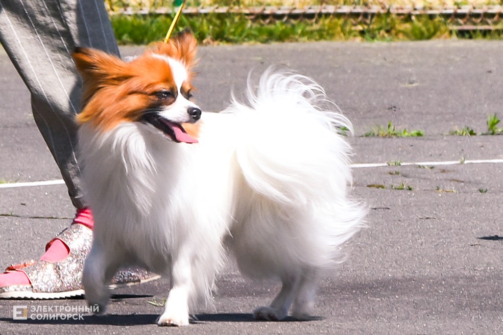 DOG 26