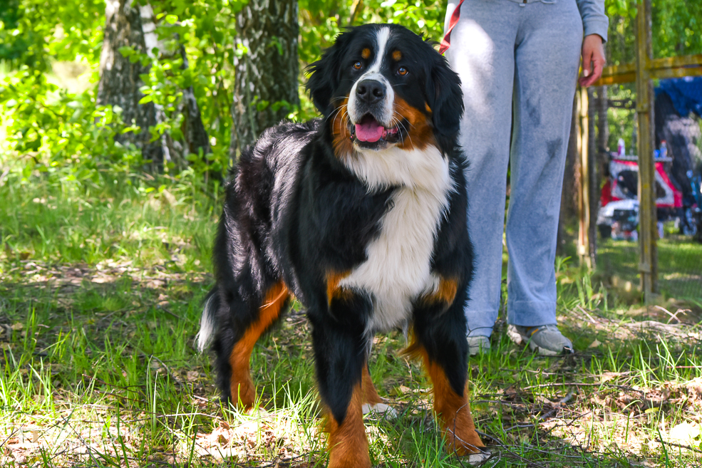 DOG 33
