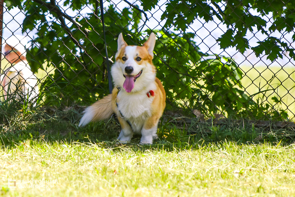 DOG 34