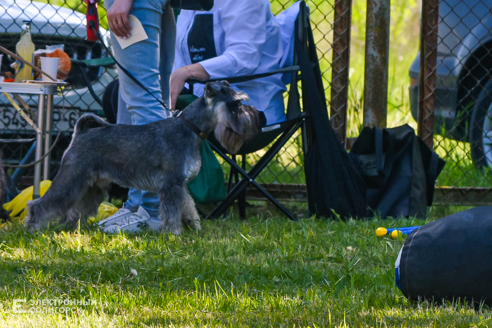 DOG 35