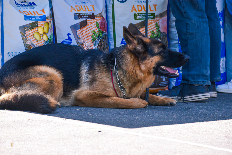 DOG 38