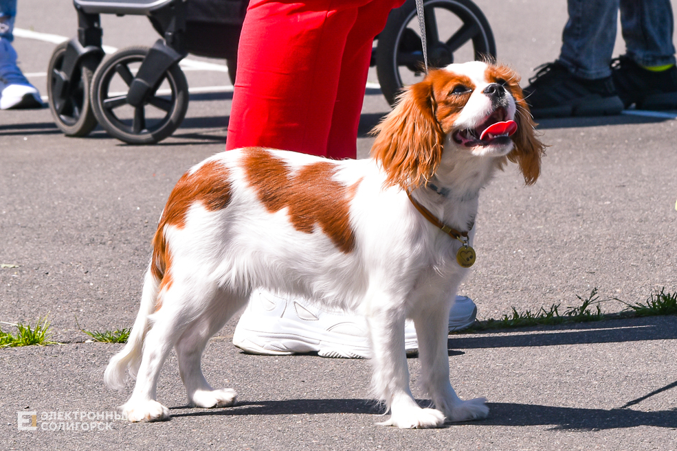 DOG 41