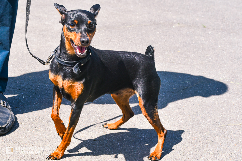 DOG 43