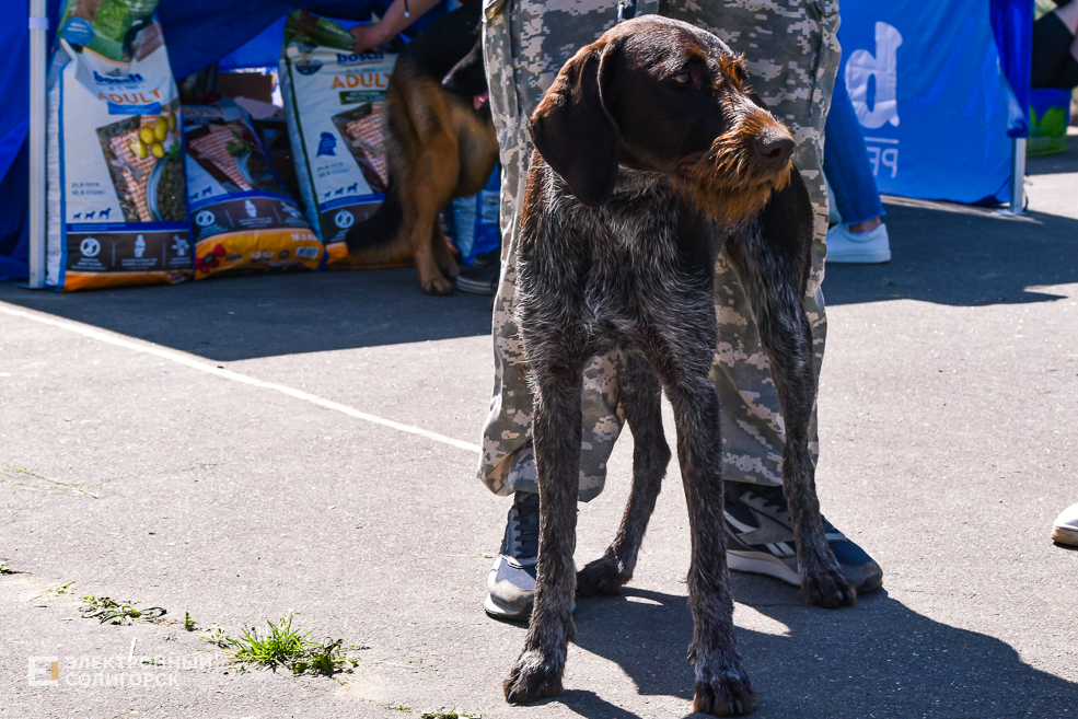 DOG 45