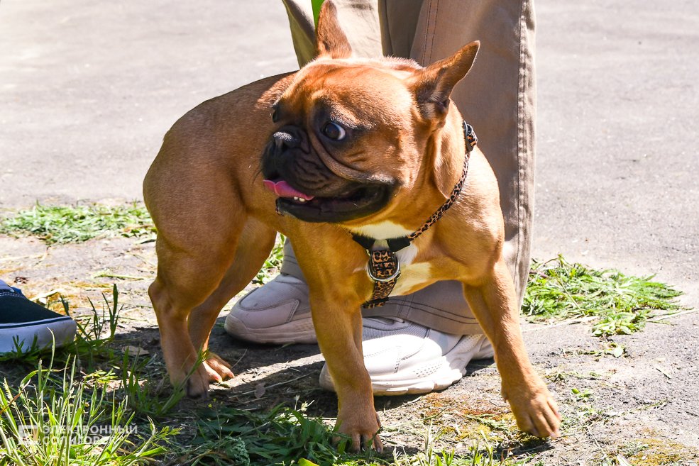 DOG 46