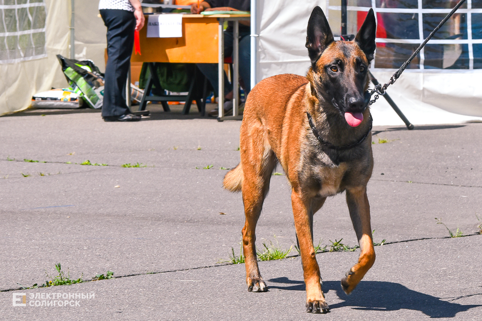 DOG 47