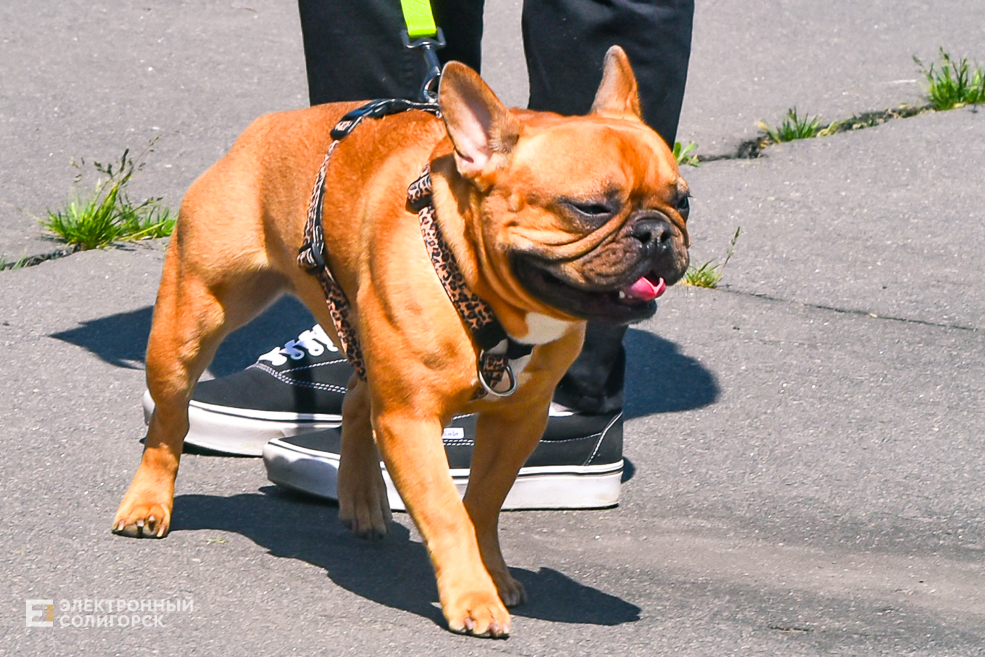 DOG 51