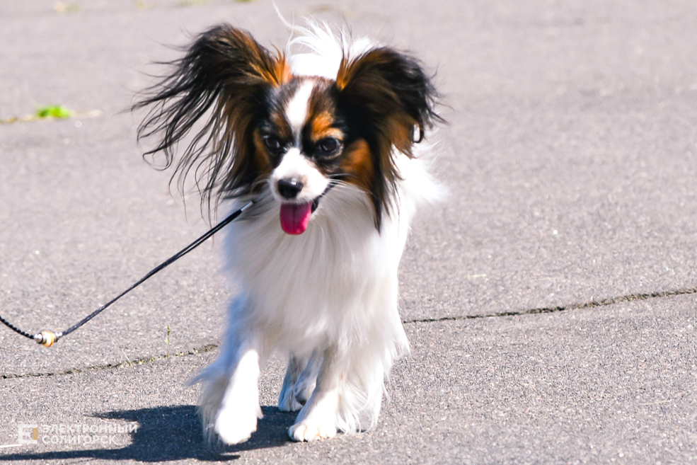 DOG 6