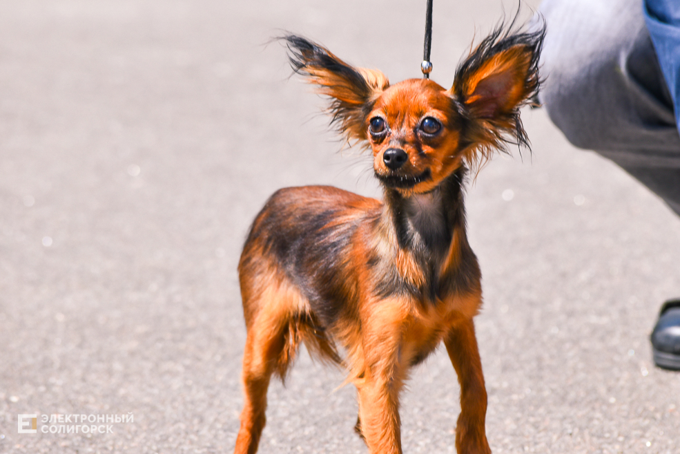 DOG 7