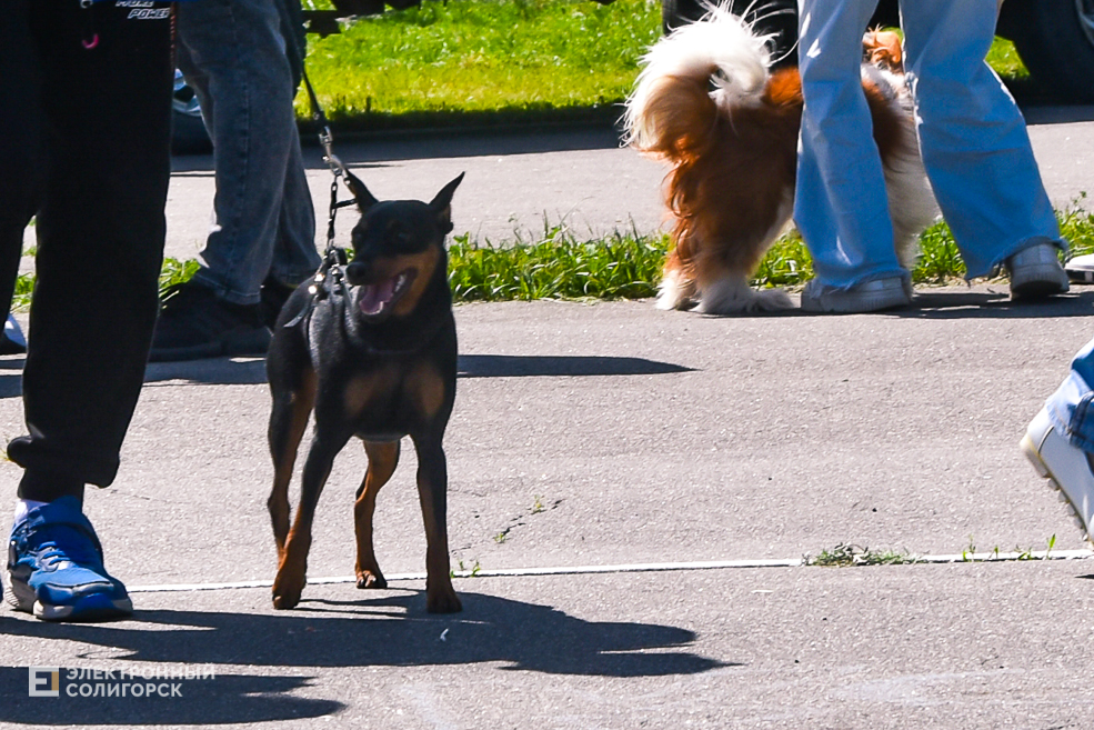 DOG 9