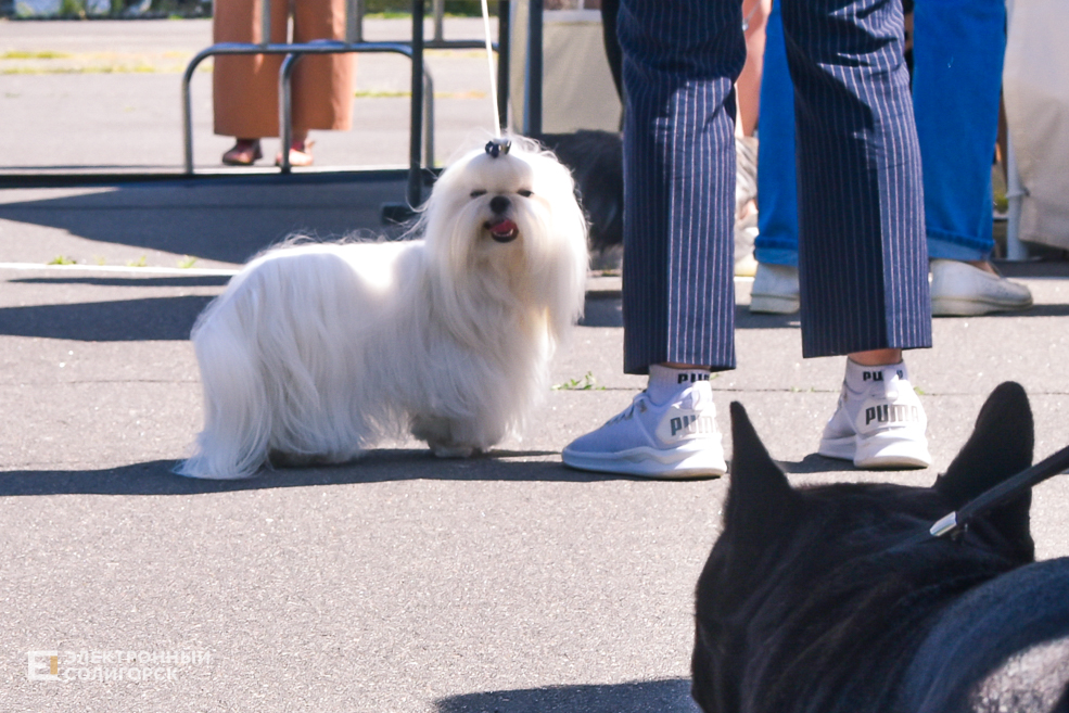 DOG