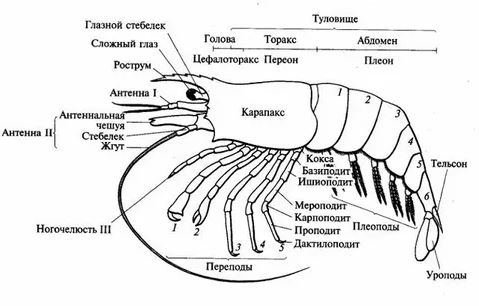 рак