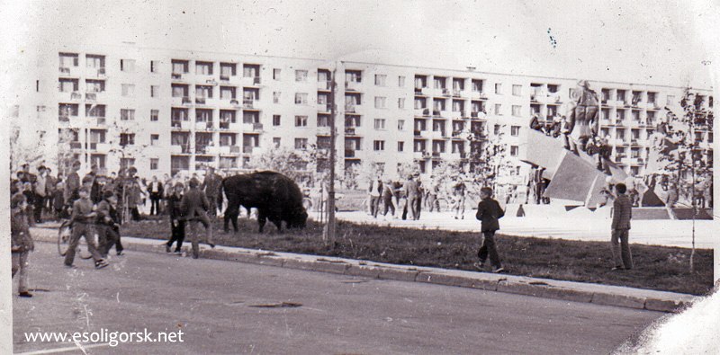 27 zubr 1