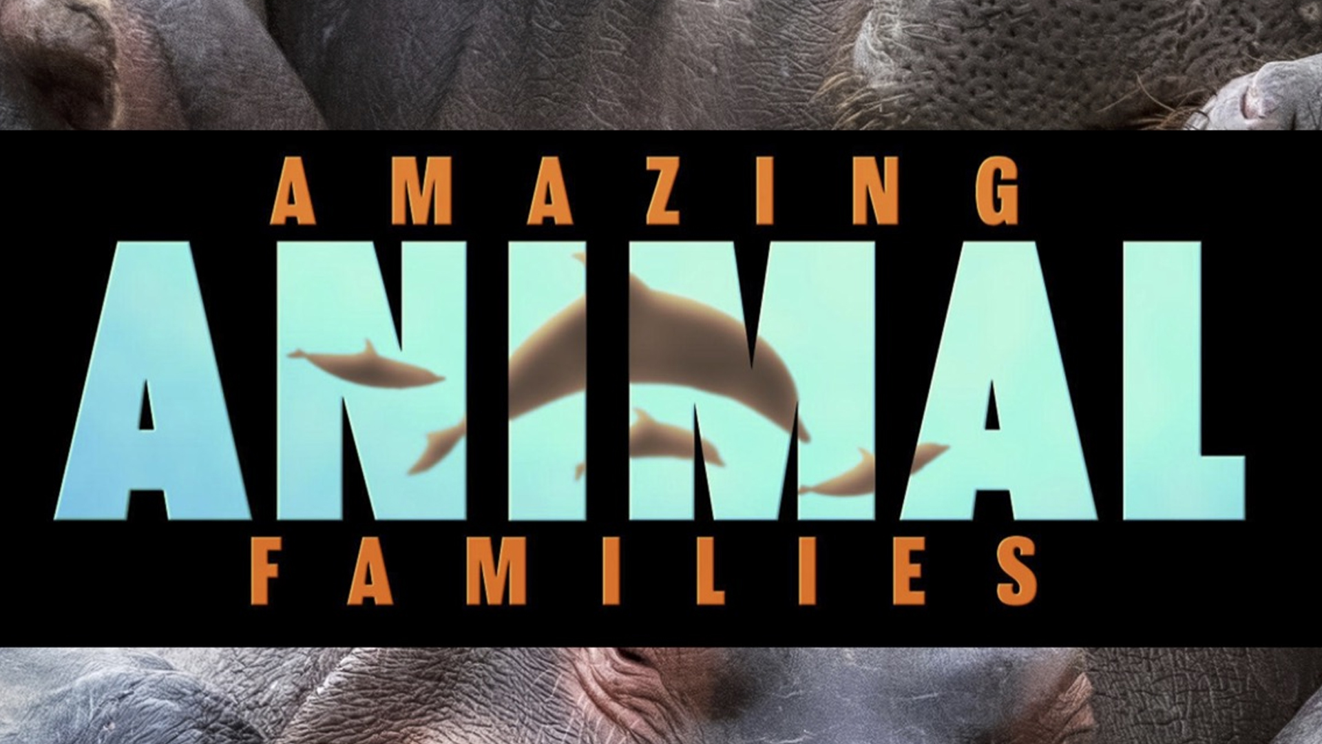 zoo