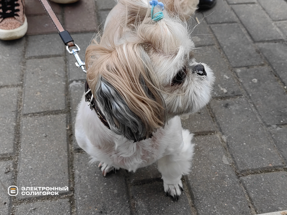 Dog otvet 2