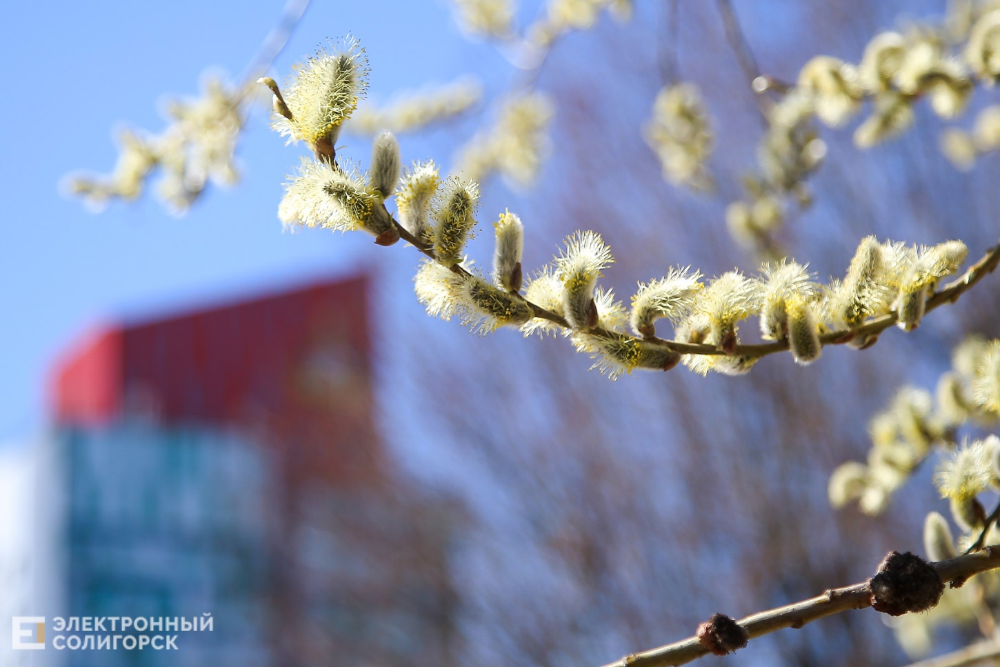 spring 9
