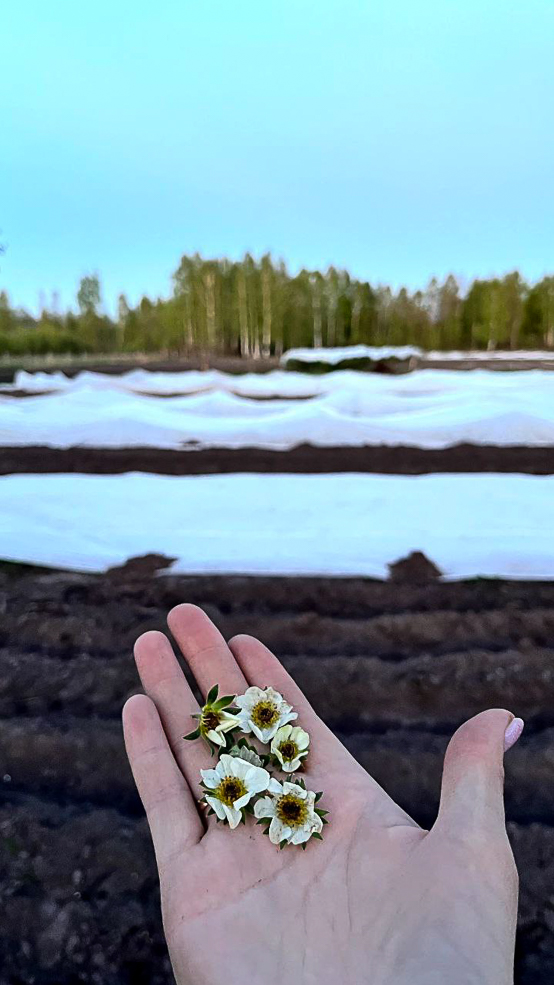 klubnika 2 15