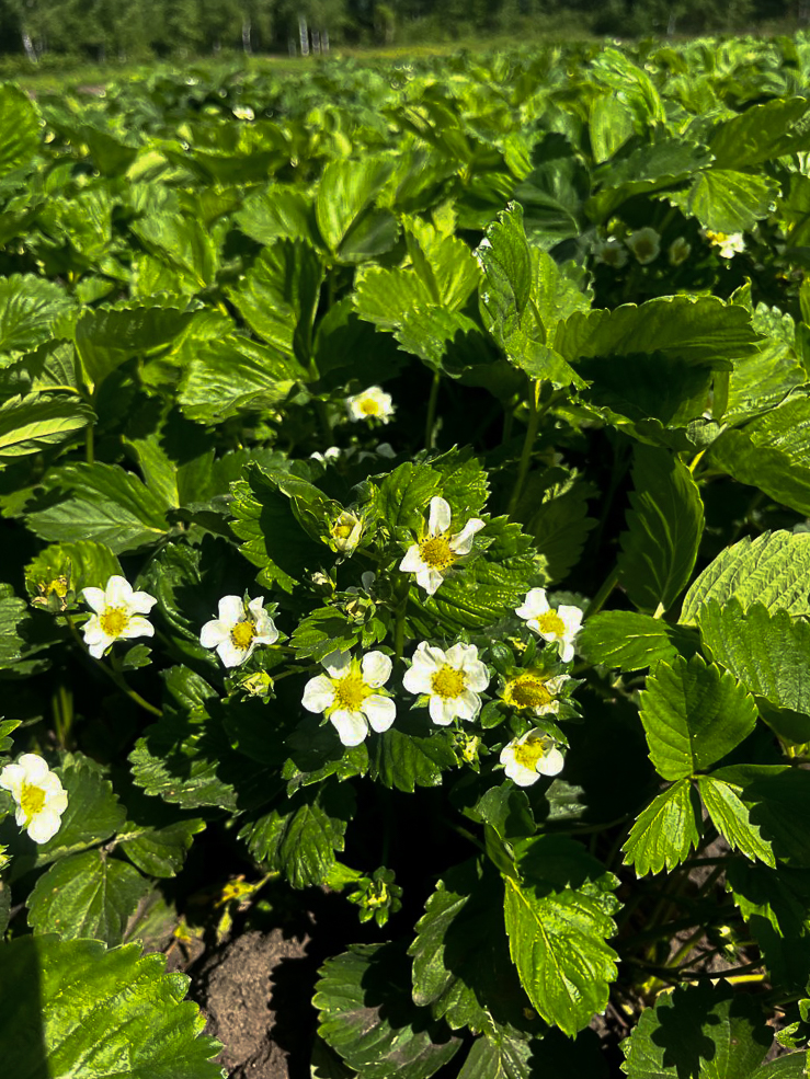klubnika 2 23