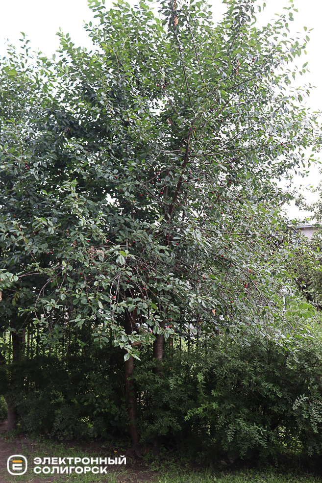 sad42 2 13