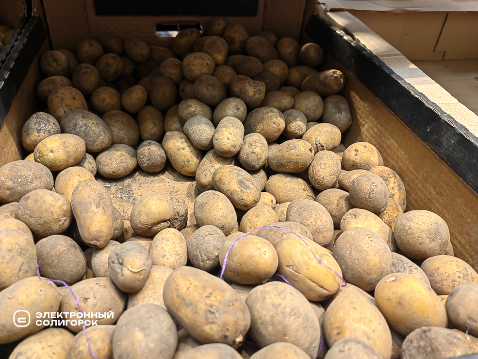 Potato 4