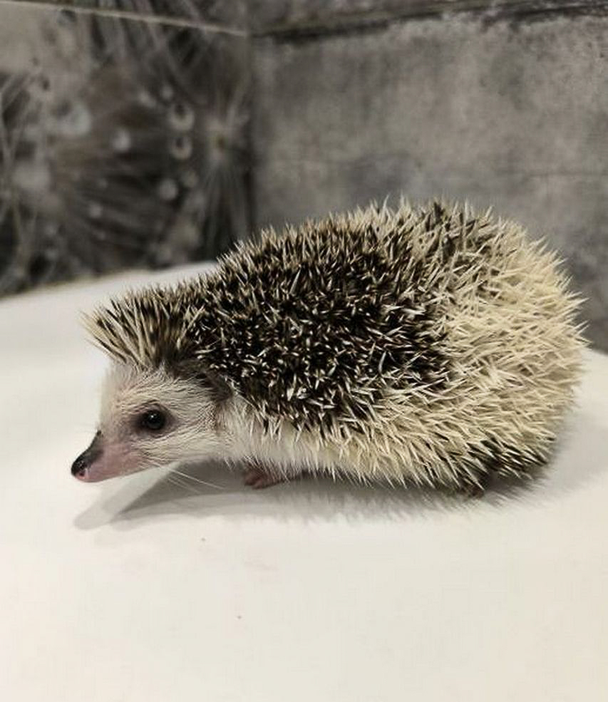 animal 2 2