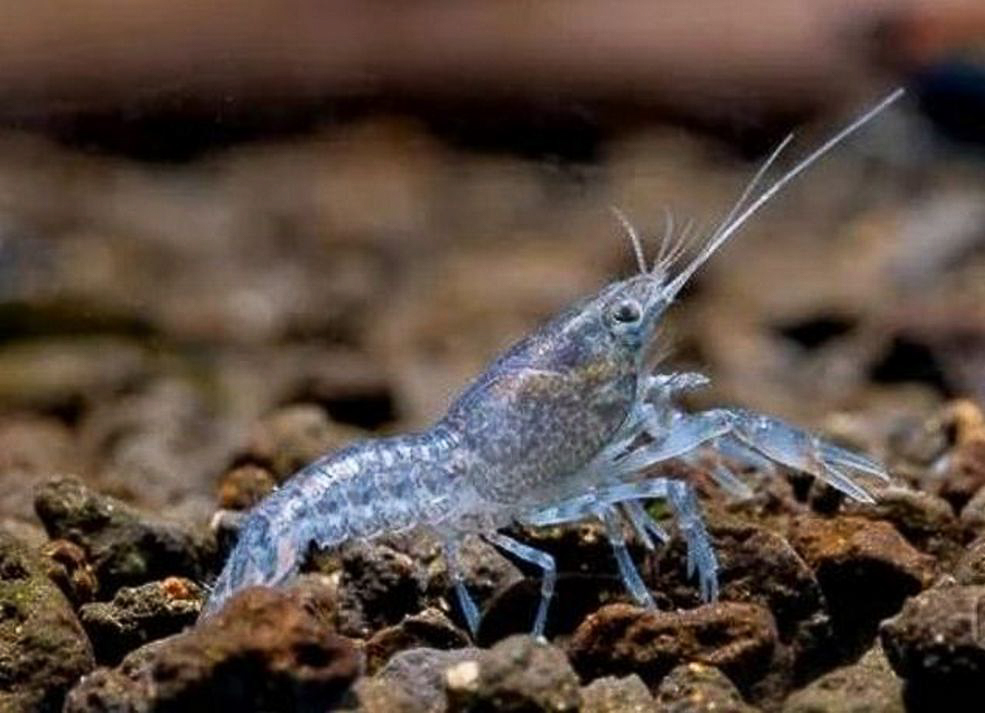 animal 2 3